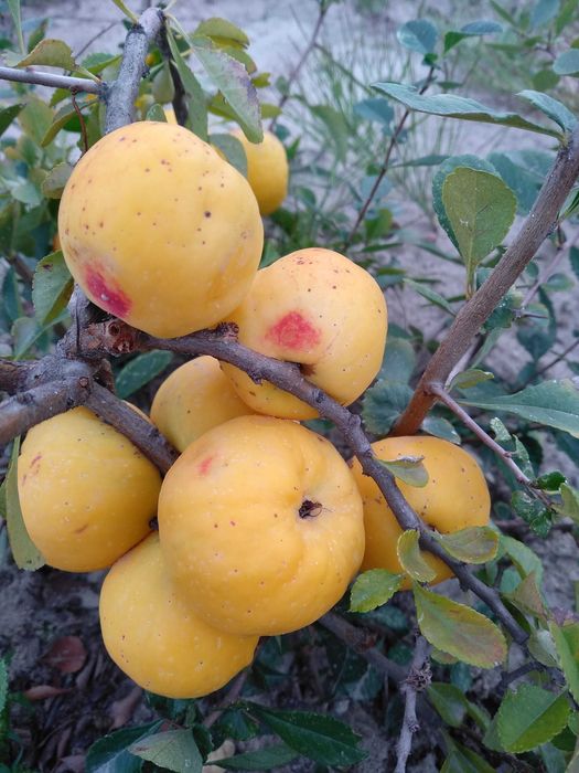 SOK z pigwowca japońskiego 4 bagi po 3 litry