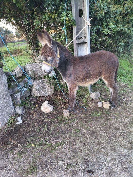 Burrinha 10 meses para venda
