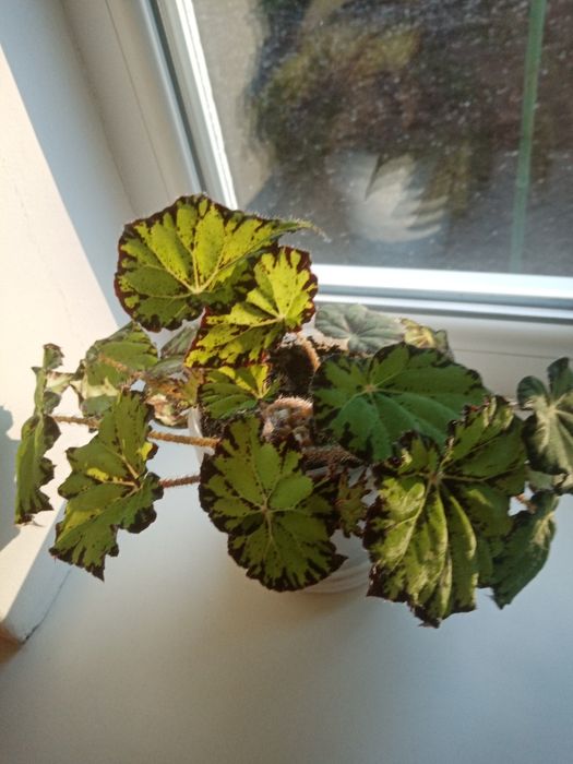 Бегония комнатная