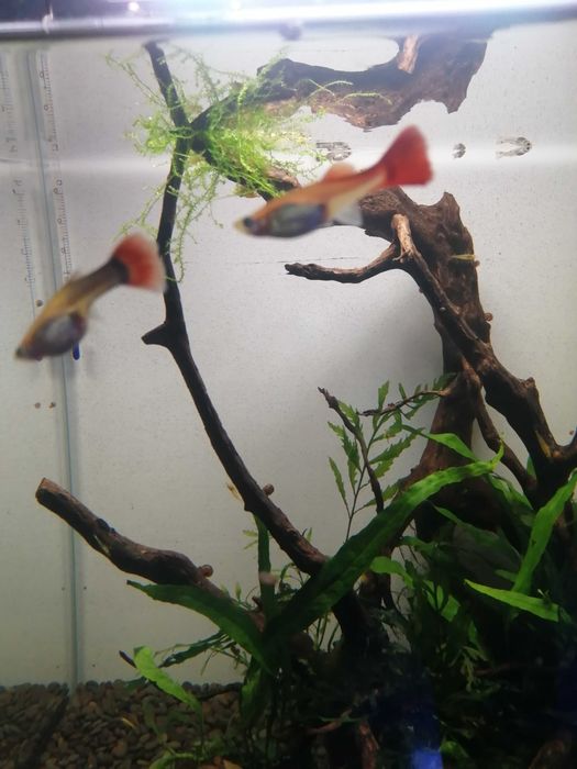 Guppies Para trocar