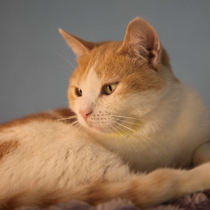 Киця в пошуку родини