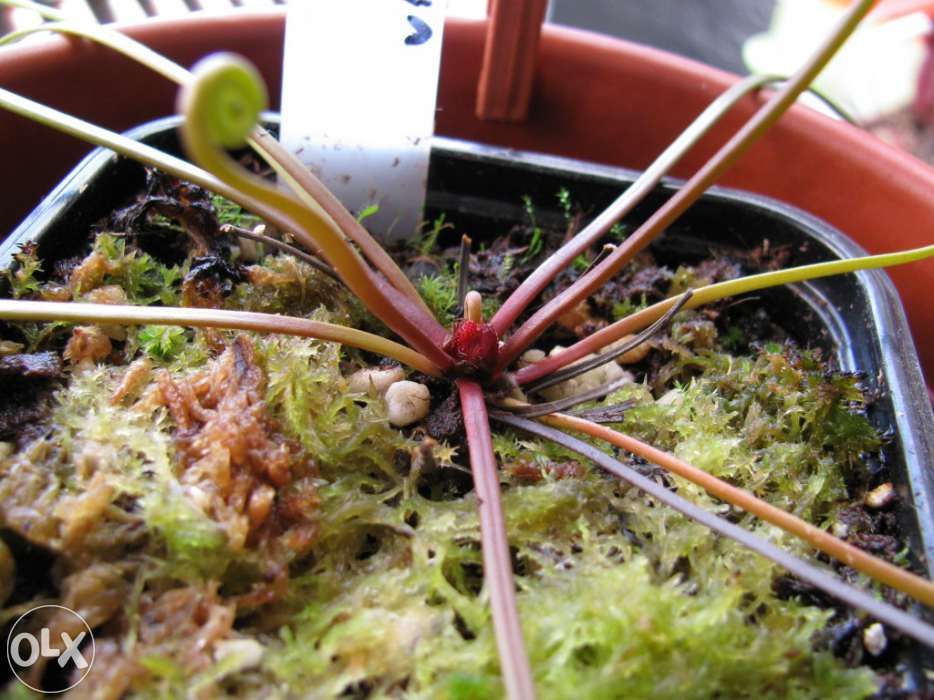 Kit completo para carnívora Drosera Binata var Multifida