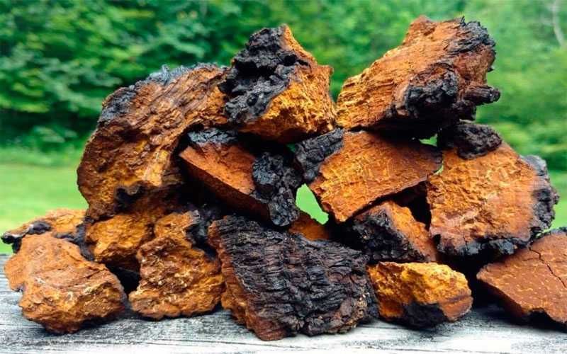 ЧАГА БЕРЕЗОВАЯ (Карпатский гриб) Цельная и Молотая