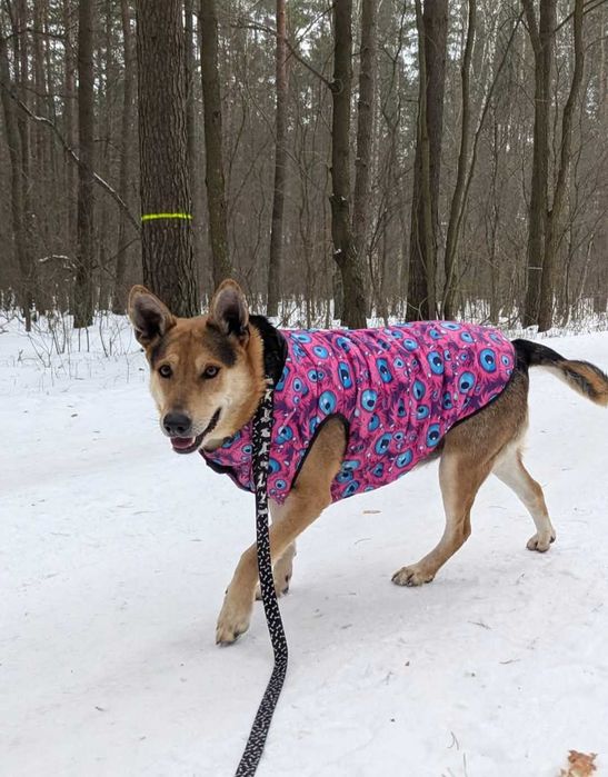 Abel - młody psiak szuka domu