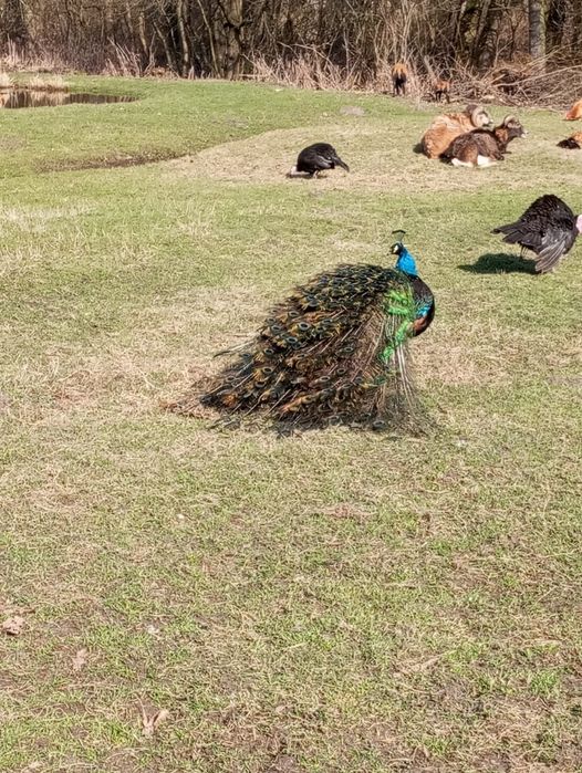 Nocleg  agroturystyka,  kulig CENY ZIMOWE