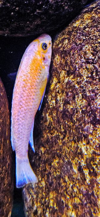 Labeotropheus trewavase chilumba