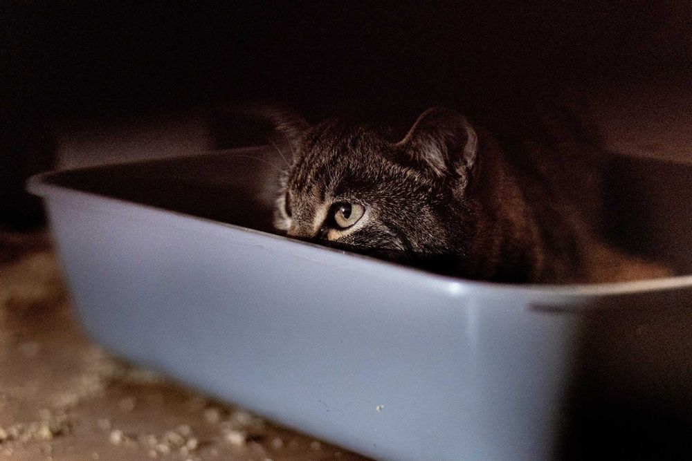 Kupimir szuka domu! Fundacja "Stawiamy na Łapy"