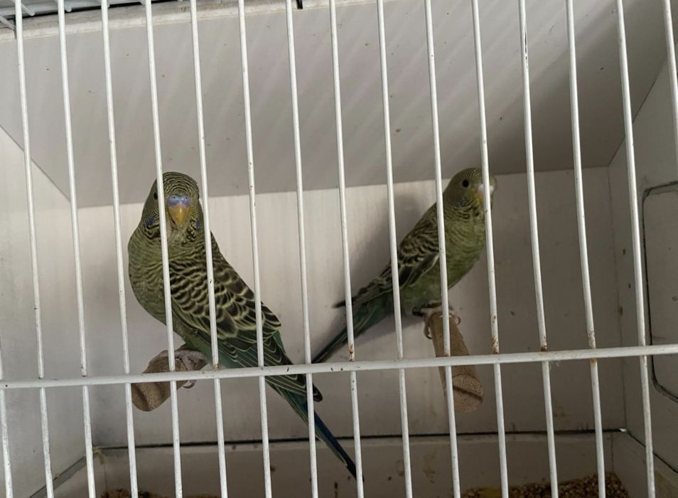 Periquitos blackface