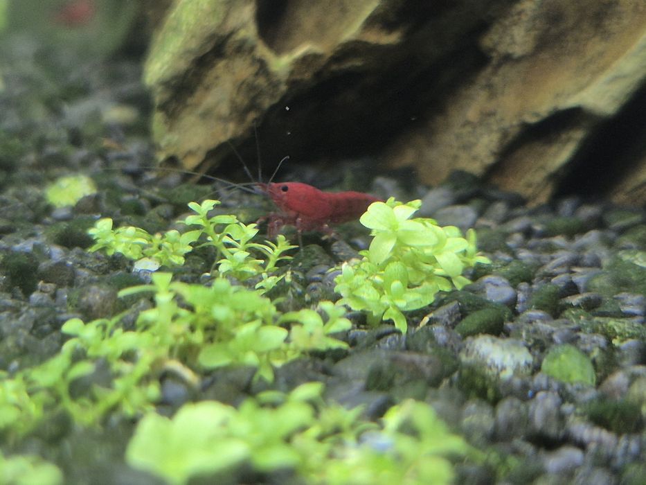 Krewetki Neocaridina poselekcyjne