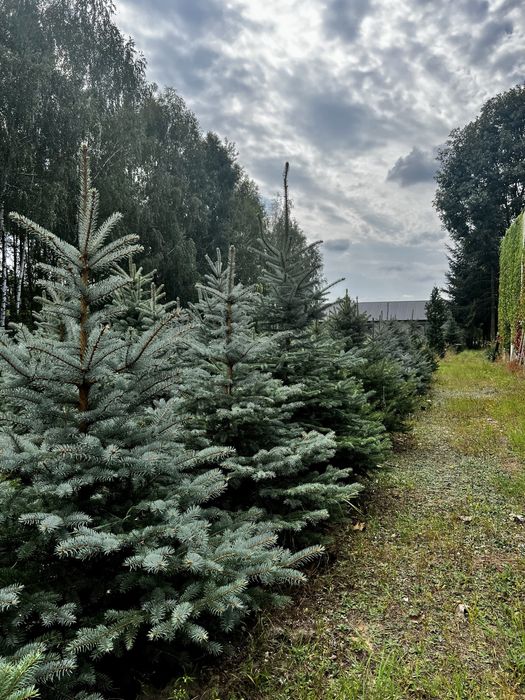 Świerk srebrny kopany lub cięty choinka choinki