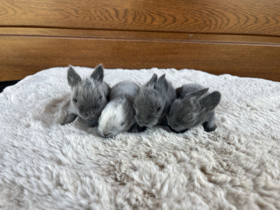 Karzełek Teddy - Metryka - Królik Króliki