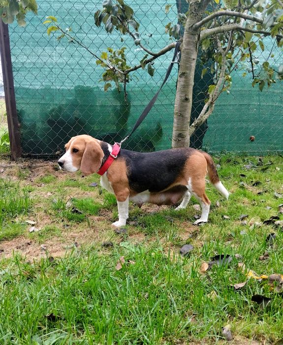 Suczka Beagle szczeniak