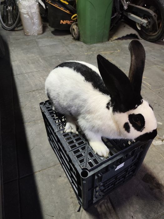 Samiec Srokacz Niemiecki