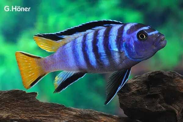 Pseudotropheus Elongatus MPanga