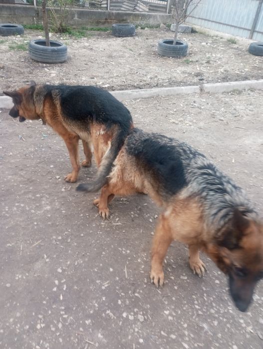 Німецька вівчарка