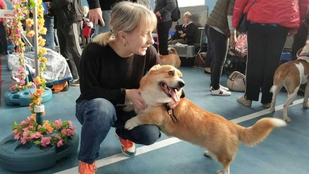 Зоопсихолог Одесса. Воспитание и дрессировка собак. Видеоконсультации