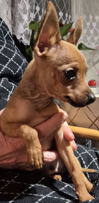 MINI Ratlerek- rudy chlopak