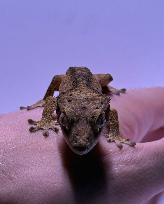 Gekon orzęsiony Dalmatian Brindle 12g