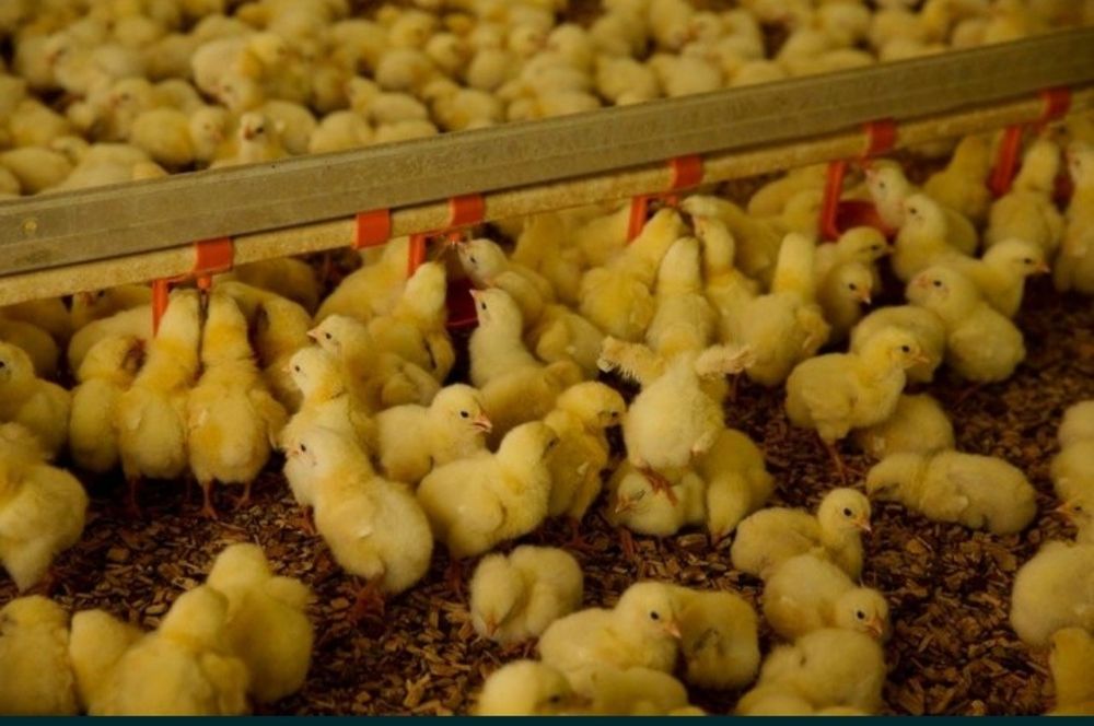 Бройлер Кобб 500 суточний и подрост