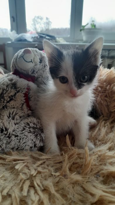 віддаємо  3 Кошенятки хлопчики