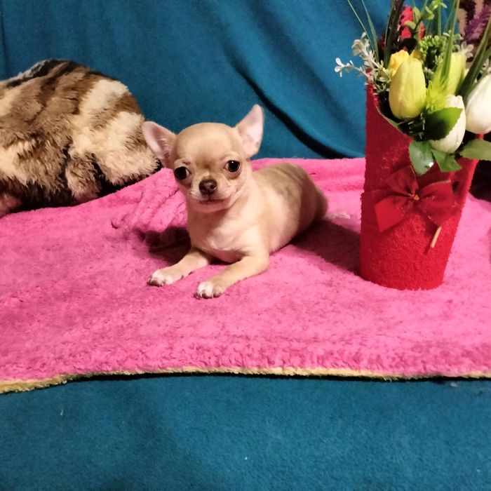 Чистокровные милашки чихуашки