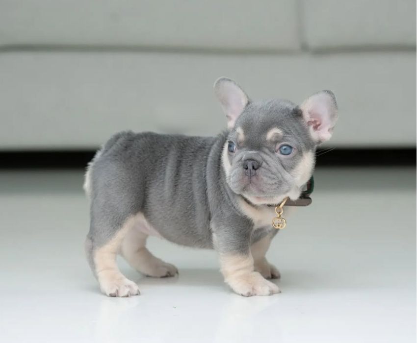 Розкішний малюк .француз !