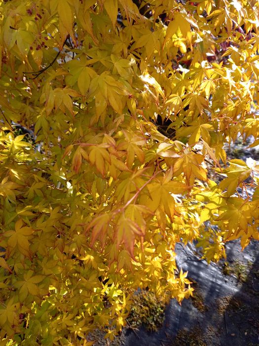 Acer Palmatum orange dream