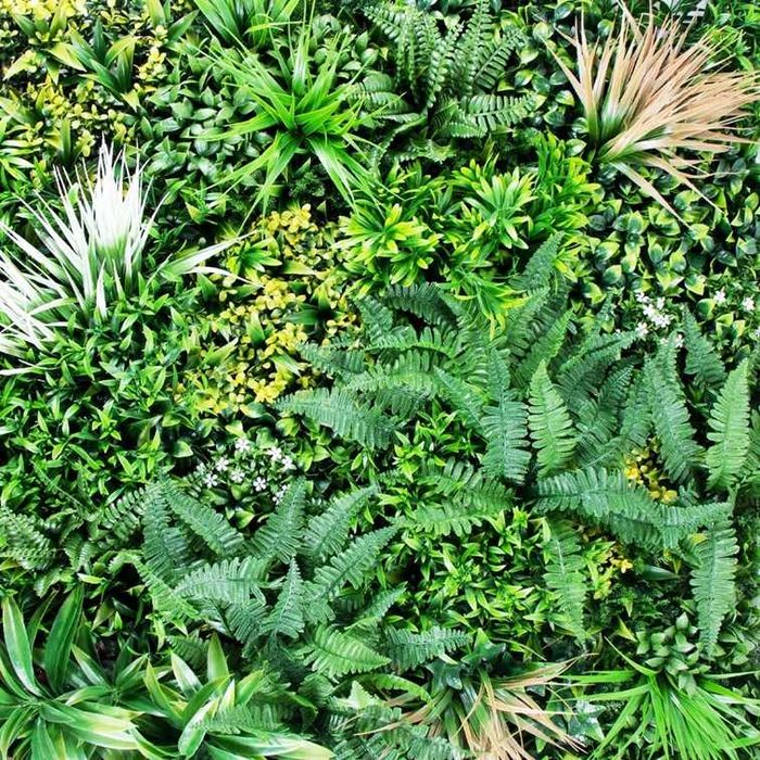 Jardim Vertical (Modelo SAUVAGE)