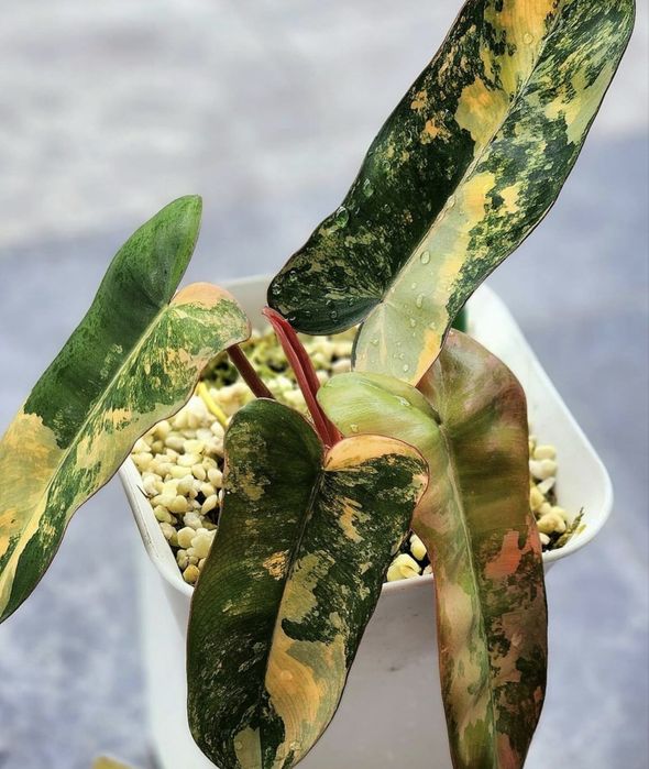 Rar. Philodendron Brown Beauty . Філодендрон.: 3 800 грн