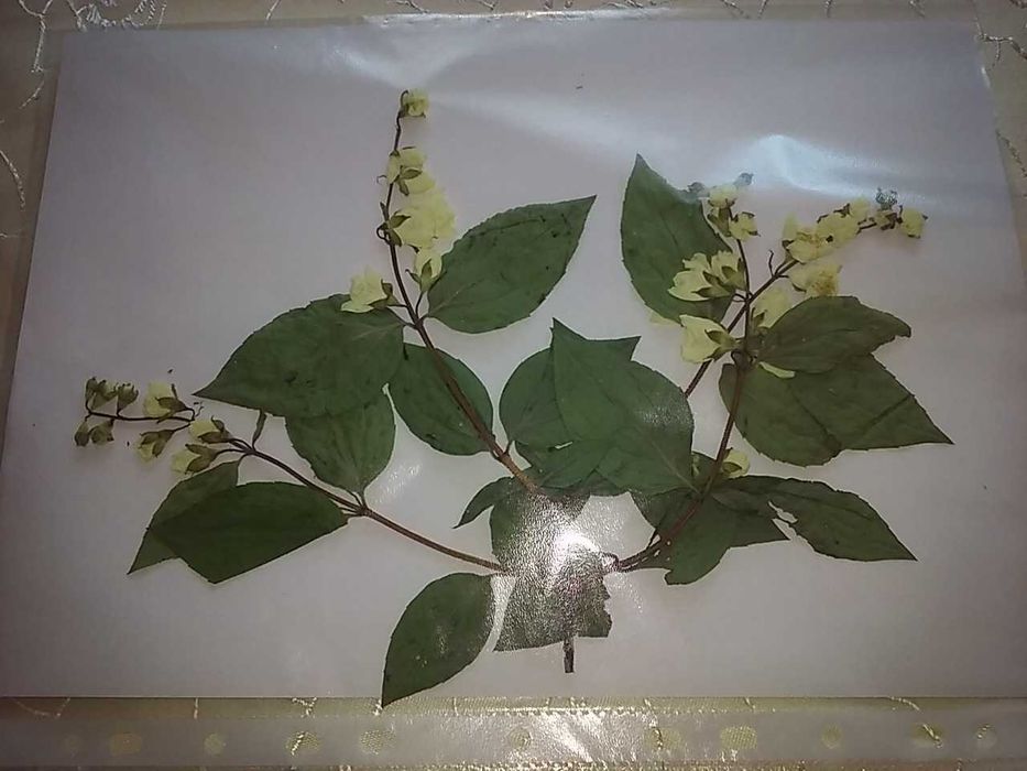 Rośliny świeże do zielnika- Zielnik profesjonalny 2025