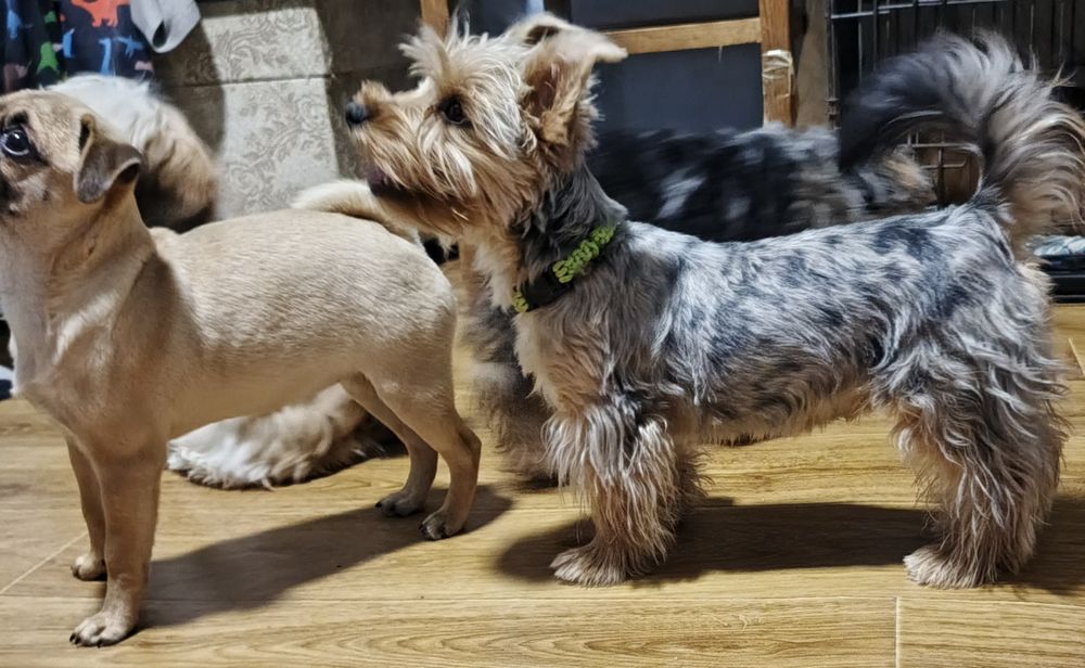 Хлопчики мерльові йоркширські терьери .5,5 міс