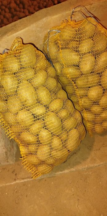 Ziemniak jadalny Owacja