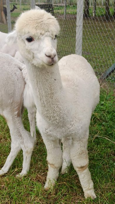 Alpaka samiec na sprzedaż