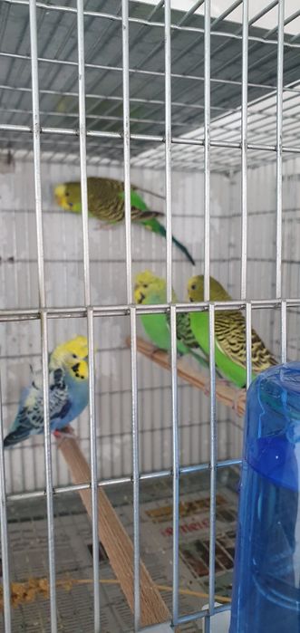 Piriquitos de varias mutações