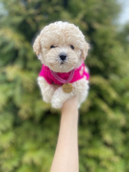 Мальтіпу мікро мальтіпушки