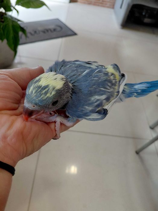 Ring necks Violetas, turquesa, cinza violeta, malhados, 2025