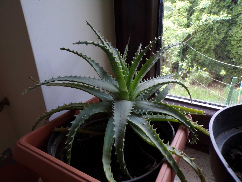 Hosta, szybko rosnąca, duża mocna sadzonka