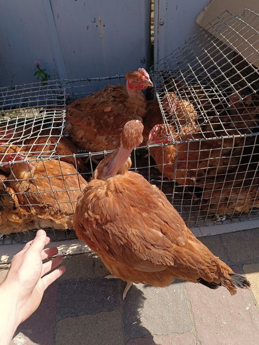 Голошийка добові, підрощені курчата