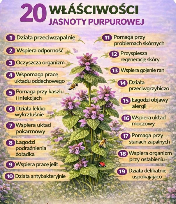 Jasnota purpurowa