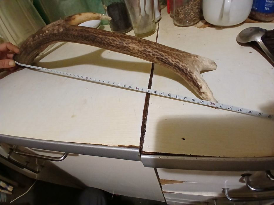 Натуральный рог оленя