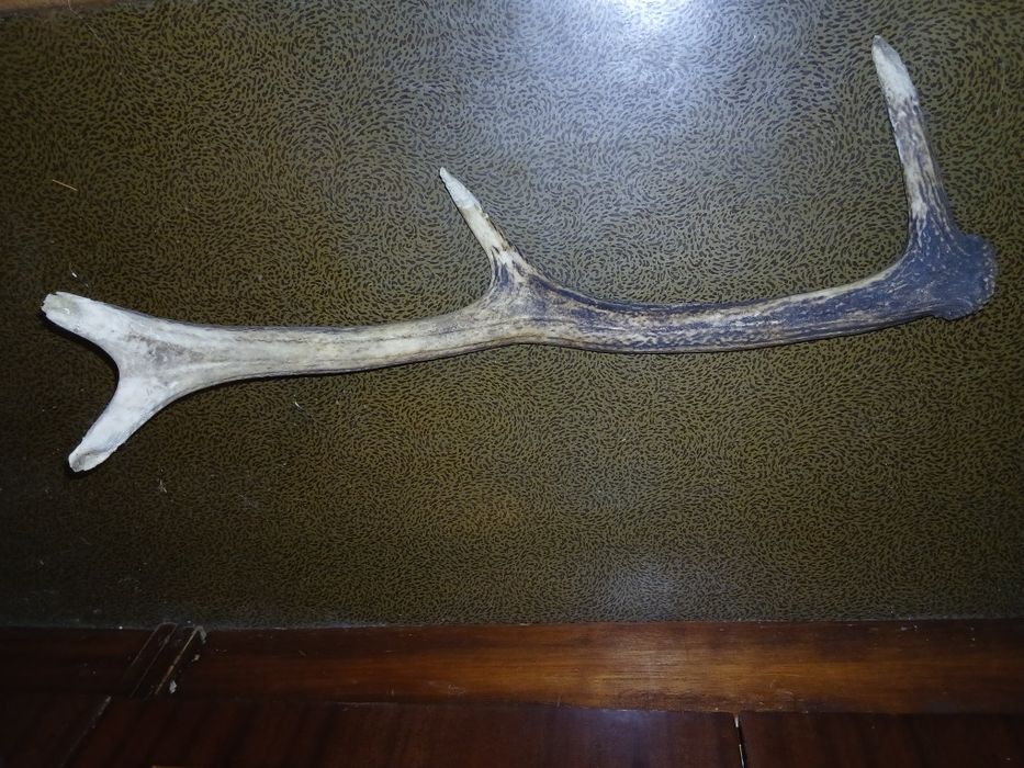Натуральный рог оленя
