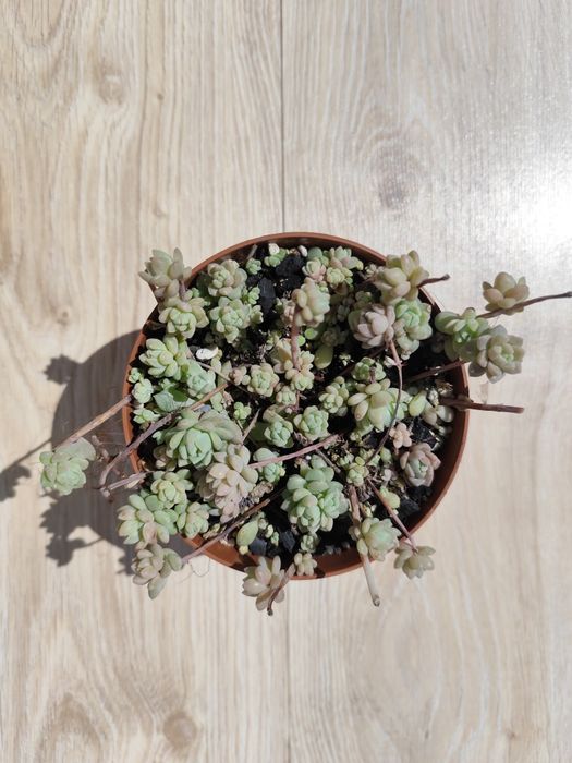 Echeveria Prolifica