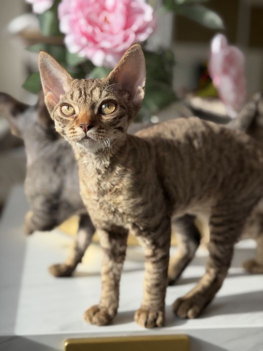 Koteczka Devon Rex