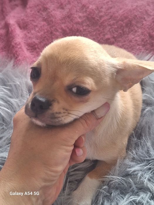 Beżowy chłopiec Chihuahua