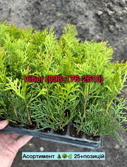 Туя Смарагд/Брабант/Голд/Колумна/Глобоза -якість/ціна/доставка/Пиши!