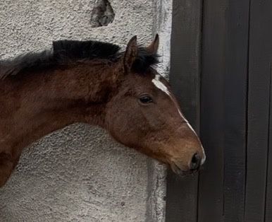 Ogierek wielkopolski malowany