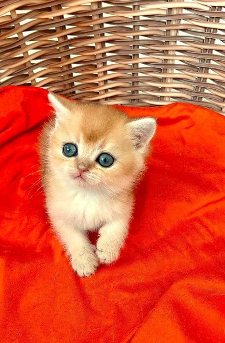 Шотландские котята (ЗОЛОТАЯ ШИНШИЛЛА)