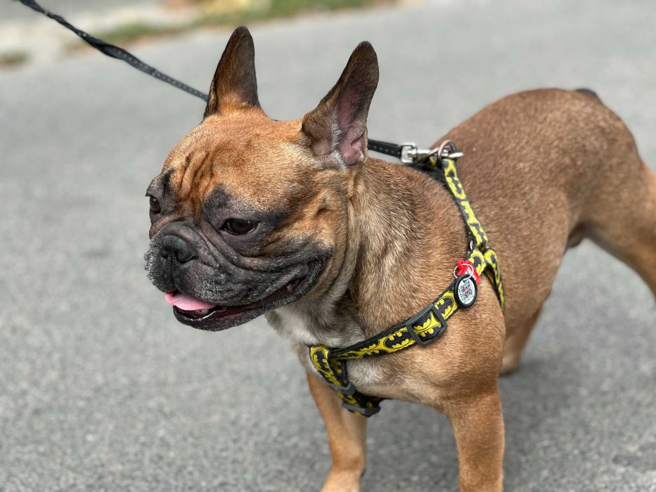 Француз шукає француженку, В'ЯЗКА