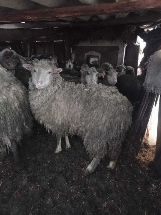Барани вівці молодняк до 2 років продам на розплод є племенний баран.
