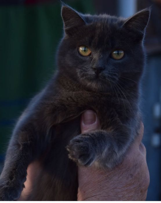 Віддам в добрі руки британець кішка стерилізована поміст бр